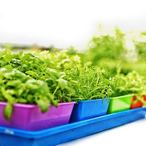 Bootstrap Farmer 5X5 Seed Tray Green - 80 Pack - Extra Strength 5 X 5 Inserts Grow Microgreens, Wheatgrass Seeds, Fodder 1020 System 801 Trays #TOP4