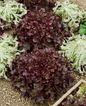 Miniatura 9 de Semillas de lechuga de hoja roja para plantar, más de 1000 semillas tradicionales por paquete, semillas de jardín de Isla (semillas de jardín de