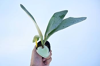 Amazon.co.jp: P.OMO 'Polar Bear'① @bikamori.com オモ