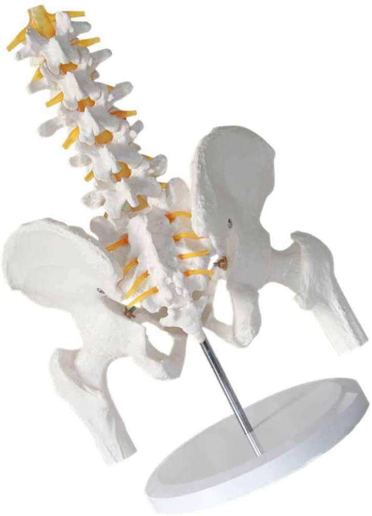 Spina Luminosa con pelvico - - Modello pelvico anatomico Medico - Monouso - Modello con la Colonna vertebrale - Peridi Studio