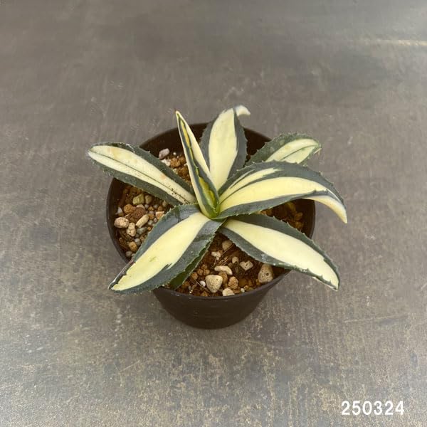 Amazon｜アガベ：アメリカーナ メディオピクタ オーレア 3.5号ポット