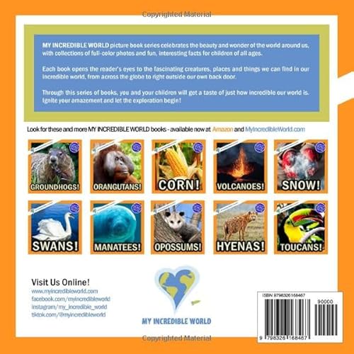 Coral Reefs!: A My Incredible World Picture Book for Children (My Incredible World: Nature and Anima