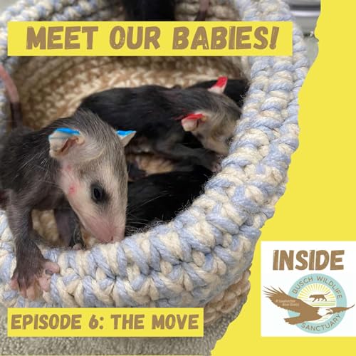 Episode 6: The Move Titelbild