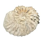 Opliti dentatus Ammonite fossili fossili AMOM11