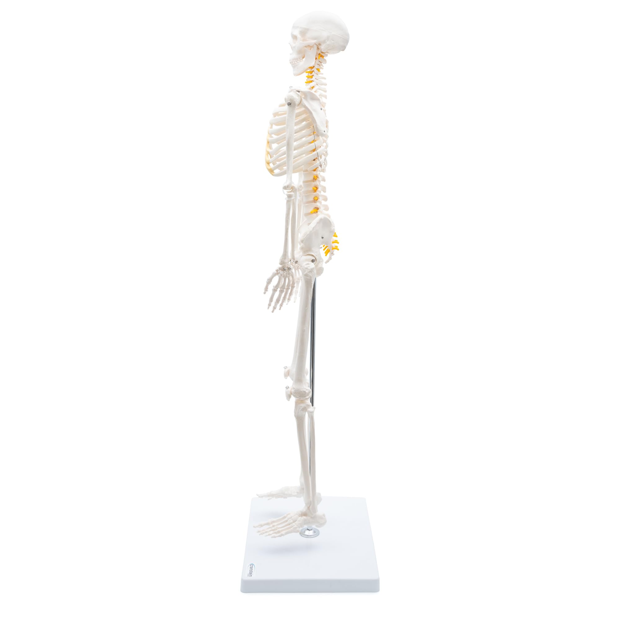 Cranstein A-130 Mini Skelett 85cm mit Spinalnerven | Kleines Skelett Anatomie Modell | für Studenten bzw Medizin Studium | als Geschenk