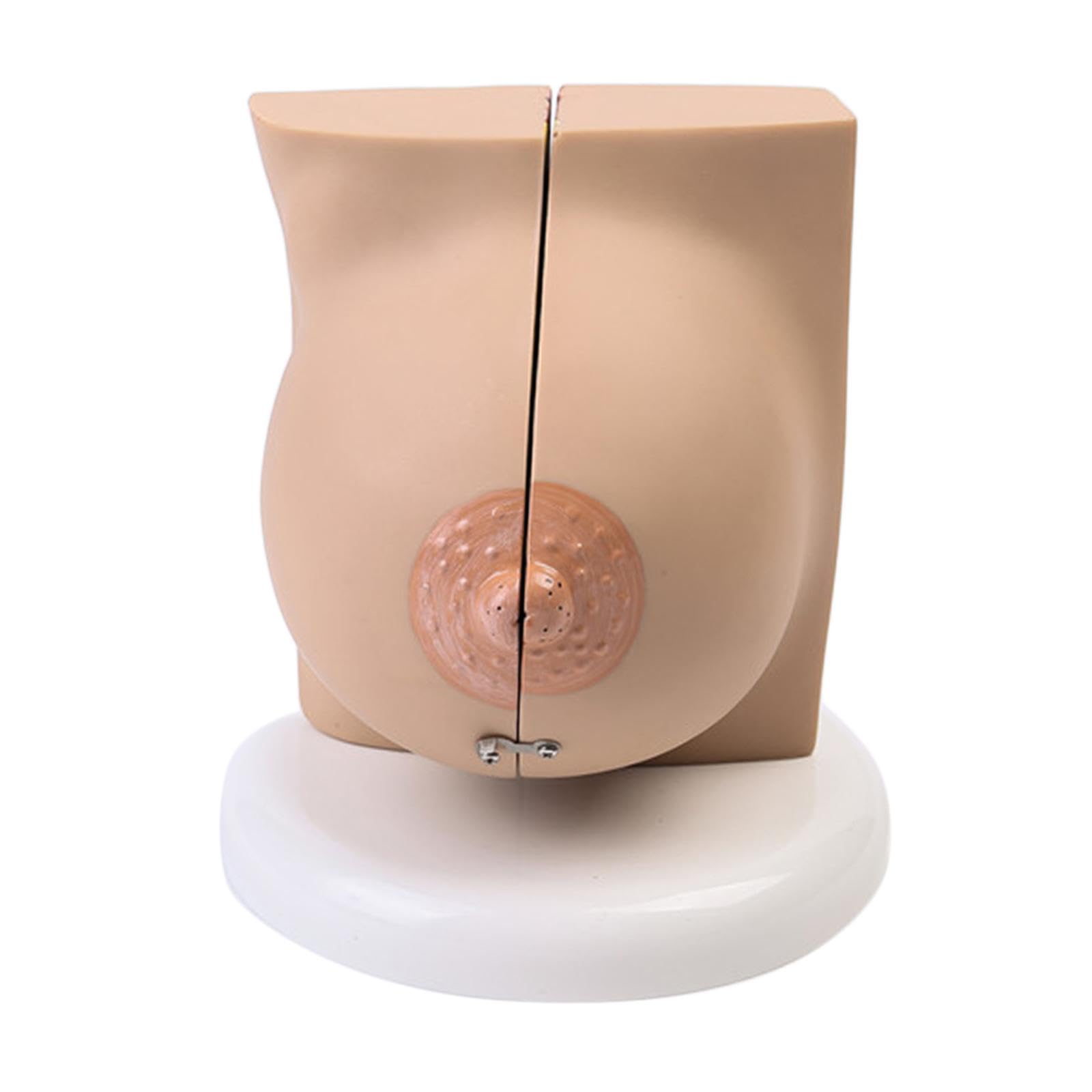 Juego de 3 modelos de lactancia materna para entrenamiento de enfermería, ayuda de enseñanza, accesorios para el aula