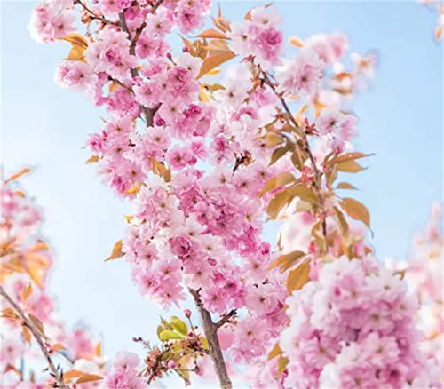 20Pcs Japanese Flowering Cherry Blossom Seeds #TOP1