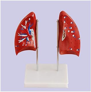 Anatomiemodell for The Human Lung - Demonstration Model for The Lung of The Human Organ Lung Model - Removable 4 Parts Anatomical modeluseful SaiFei