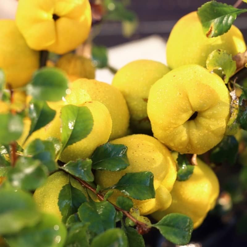 Miniatura 5 de 20 semillas comunes de árbol frutal de membrillo dulce comestible, semillas de membrillo para plantar