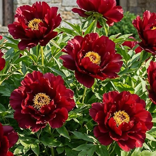 Pivoine Red Passion – 1 Racine Vivace Hybride Hollandaise – Grande Fleur Rouge Passion – Rustique Jardin & Pot