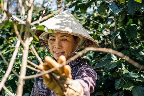 I2kg xgi ArJ O[_bg R[q[ R Ɩp   (̂܂܁j