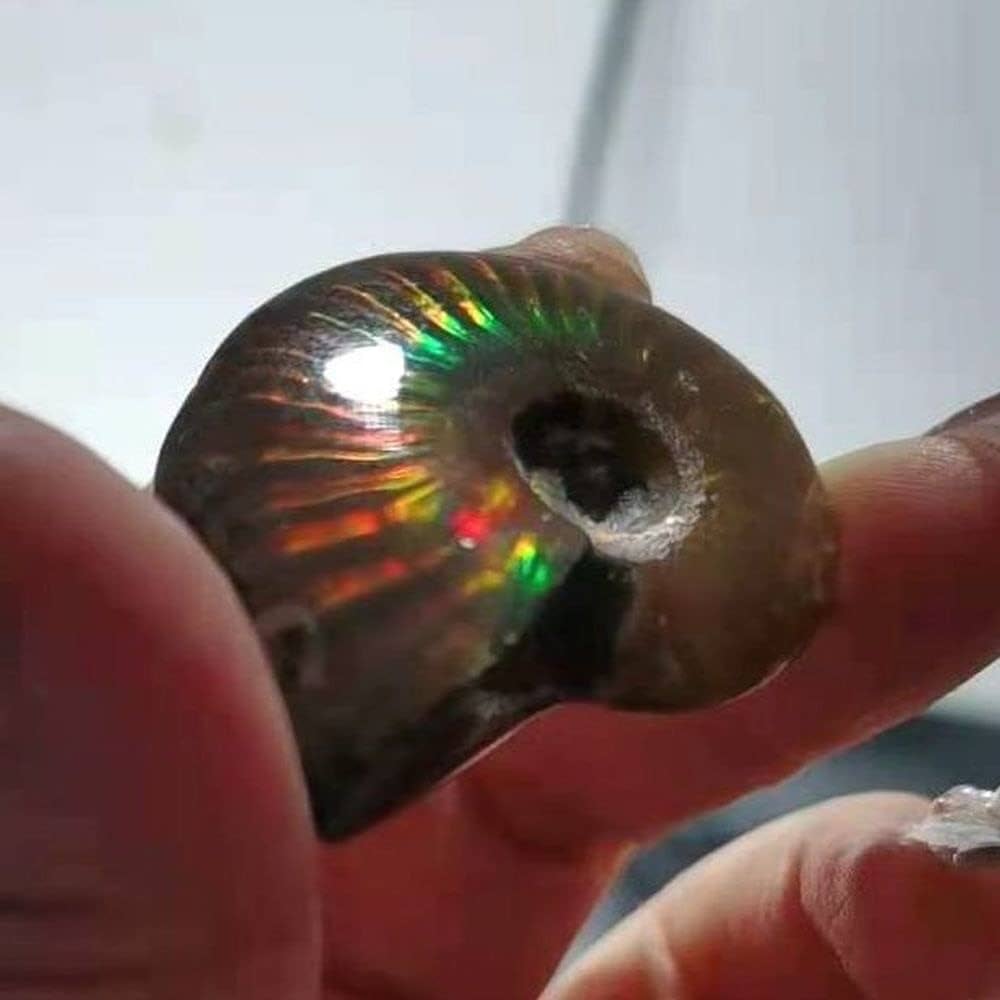 Iridescent Ammonite Ammolite Facet Specimen Spotted Snail Fossil