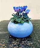 POWERS TO FLOWERS