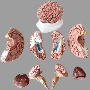 ISKO Fiber Glass Human Brain Model in 8 part with magnets and fiber base stand For Teaching Anatomy of Brain for Science Classroom Study