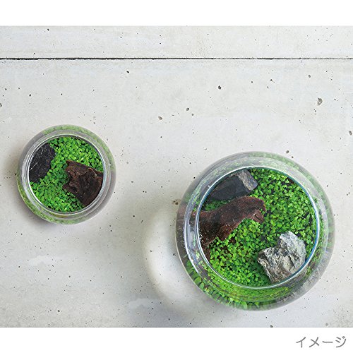 育てる水草 とは アクアリウムを簡単に始められるキットをご紹介 2ページ目 Botanica 育てる水草 とは アクアリウムを簡単に始められるキットをご紹介 2ページ目 Botanica