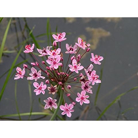 Butomus umbellatus (Flowering Rush) - Marginal Pond Plants - Pond Plants - Water Plants-7 cm Cover
