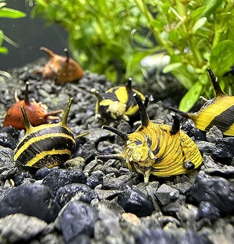 AquaticMotiv Horned Nerite Snails (3-Pack)