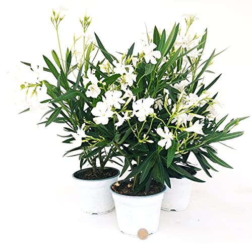 POWERS TO FLOWERS - OLEANDRO BIANCO, 3 PIANTE, vaso 15cm, piante vere