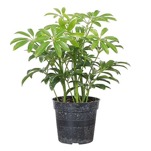 Thorsen's Greenhouse Live Arboricola Plant, Schefflera Arboricola, Umbrella Tree, Live Indoor Plant, 4' Diameter Pot