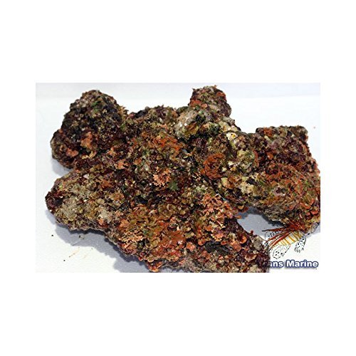 Lebendes Riffgestein für Meerwasseraquarien Riffkeramik aus Bali, 5 kg - schöne Steine - ideal zum Aufbau eines schönen Korallenriffs im Meerwasseraquarium
