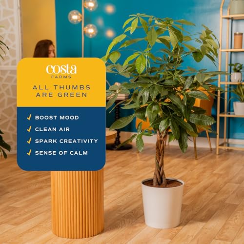 Image of Costa Farms Money Tree Live Plant in Decorative Pot, Air Purifying, Large Indoor Houseplant, Perfect for Home, Room, or Office Decor, Great House Warming or Birthday Gift, 3-4 Feet Tall