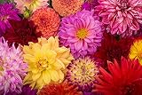 Deanna’s Dahlia Seeds for Planting – 100+ Exotic Mix, Vibrant Color Flowers, Large Bloom Dahlias, Tall Garden Plants, Cut Flower Garden, Summer to Fall Bloom