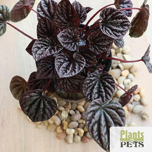 Essential Houseplant Collection (4PK) Live Plants Indoor Plants Live Houseplants in Plant Pots, Easy House Plants Indoors Live, Snake Plant, Pothos in Potting Soil, Clean Air Plants by Plants for Pets - Image 4