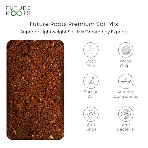 Image of Future Roots Live Snake Plant - Air Purifying Indoor Sansevieria Plant with Self Watering Pot | Low Maintenance Plant for Home, Kitchen, Living Room, Office Desk, Bedroom