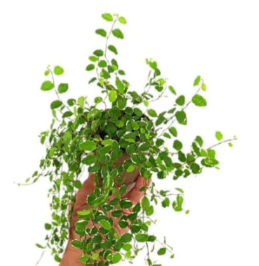 Pack de 3 Plantas Ficus Pumila White, 15-20 cm. Planta trepadora de interior con hojas verdes y bordes blancos, decorativa. Segura Garden.