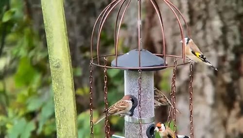 Simon King Medusa Feeder Defender - A Bird Feeder Protector - Feeder NOT Included