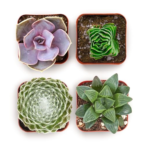Shop Succulents Collectors Succulent Plant Pack Collection - Live Mini