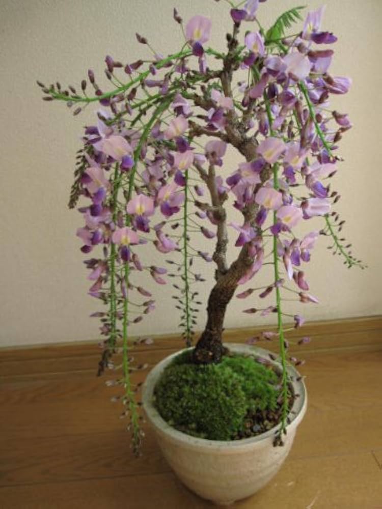 藤盆栽 藤(1才藤)の盆栽を販売｜入門は盆栽妙 – 盆栽妙 本店