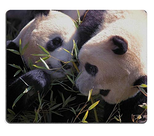 p_}EXpbhAVRS}EXpbh|Hׂp_̃yA̎ʐ^