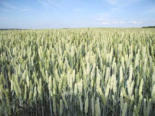 biologica Avena Grano seme semi