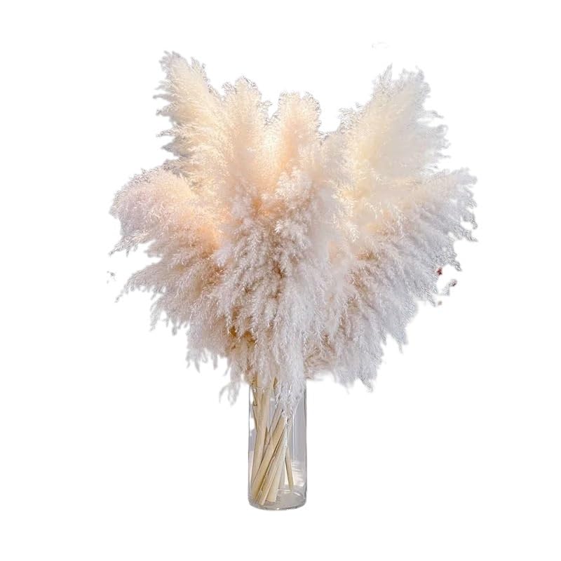 Pampas Grass Grass Natural Seco 120cm 5 Piezas miniatura 1