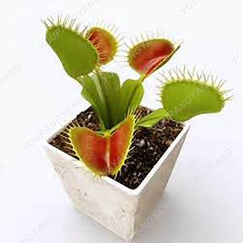 Seeds 50 seeds - 50% genuine eat cordyceps of Dionaeaaaaaa muscipula clip venere jugging semi -carnivorous perennial seeds Seedswith multi -colored bonsai plant: Only seeds