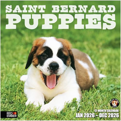 RED EMBER Saint Bernard Puppies 2026 Wall Calendar 12 Month | 12' x 24' Open | Thick & Sturdy Paper...