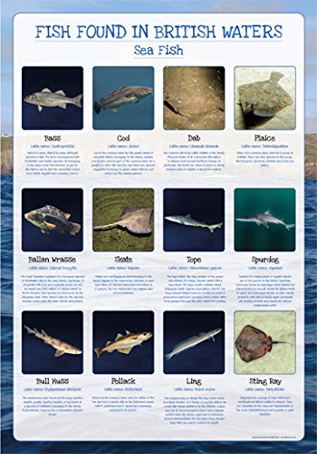 Fish of Britain Poster - Sea Fish - Paper Laminated - Size A2-59 x 42cm (Approx)