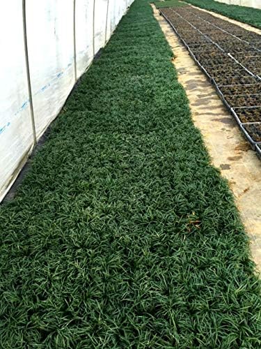 タマリュウ（玉竜） 【40Potセット】 下草苗 苗 タマリュウ」の人気