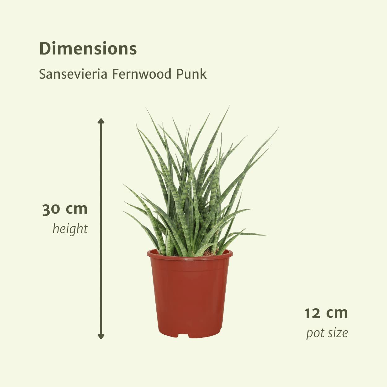 Sukkulente - Bogenhanf (Sansevieria Fernwood Punk) mit bertopf - Hhe: 25  cm - von Botanicly : Amazon.de: Garten