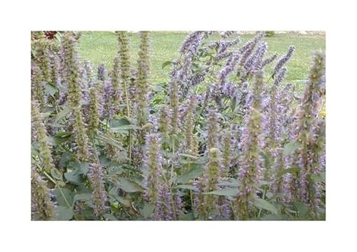 Pcs - 40x Anisagastache Agastache Foeniculum Jardin Plantes - Graines KS248 - Seeds & Plants Shop by Ipsa