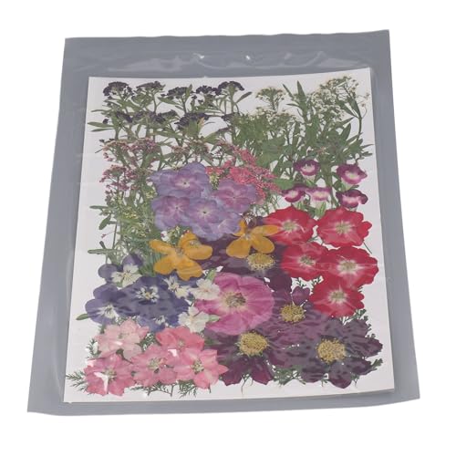 Flores Secas Prensadas, 18 Tipos de Flores Prensadas Elegantes e Versáteis Com 2 Adesivos para Artes