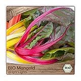 Samenliebe BIO Mangold Samen Bright Lights Rainbow Stielmangold bunt gelb 200 Samen samenfestes Gemüse Saatgut für Gewächshaus Freiland und Balkon BIO Gemüsesamen