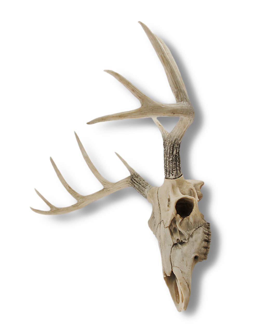 P*u様 蝦夷鹿hunting trophy （deer skull） Amazon.com: Ebros Gift Rustic Hunter Deer 10 Point Buck