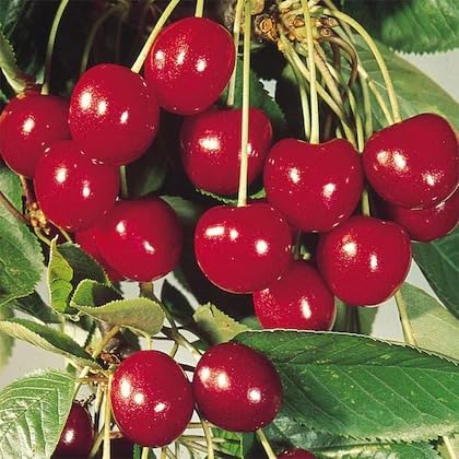 Image of Barbados Sweet Cherry Live Fruit Plant for Home Garden | Dwarf Fruit Plant for Pots | Easy Growing Cherry Plant for Balcony, Terrace, Outdoor & Indoor Sunlight | Fast Growing Fruit Tree