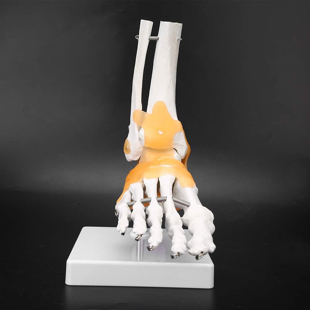 Modelo de esqueleto de pie, modelo anatómico de articulación de tobillo de pie de ligamento de esqueleto humano adulto