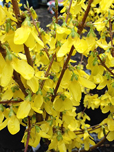 Forsythia 'Goldrush' 15cm Pot Size