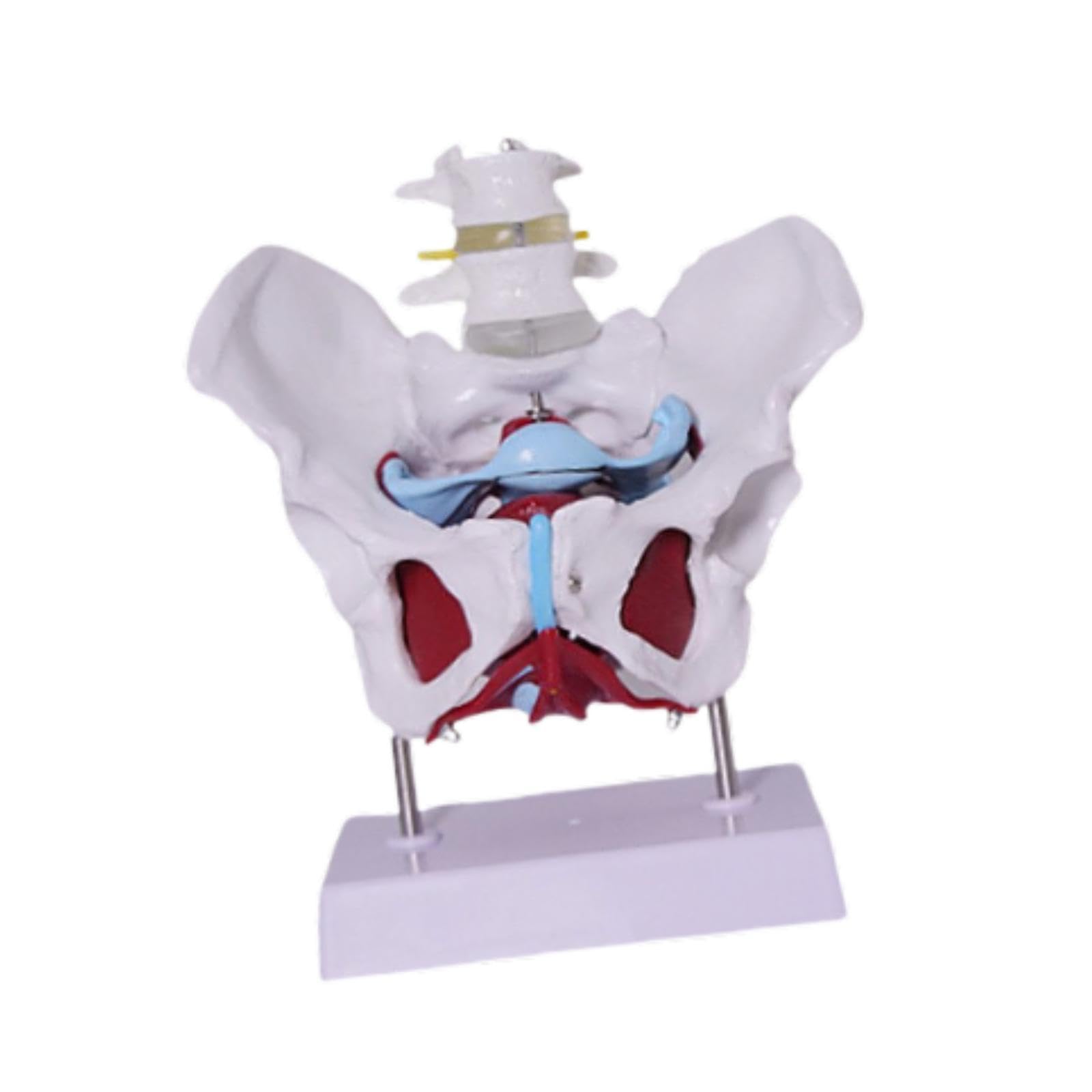 Modelo de Pelvis Femenina para Enseñanza Profesional Esqueleto Anatómico Humano Modelo Médico Educativo en PVC Sólido Adecuado para Formación Médica E, Style D
