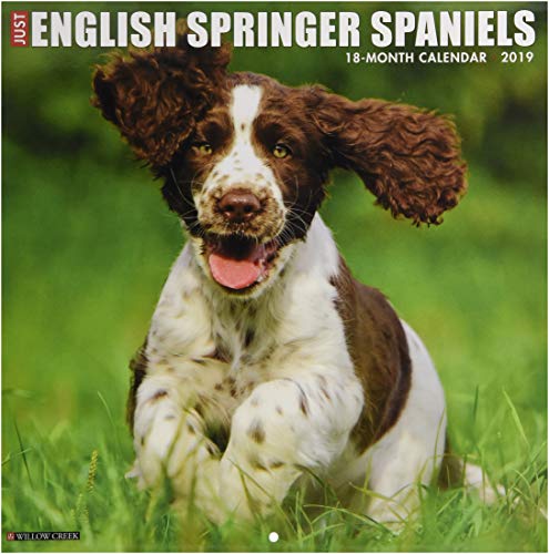 Just English Springer Spaniels 2019 Wall Calendar (Dog Breed Calendar)