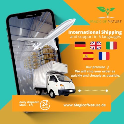 Olivenbaum - Olive - Ölbaum 10 Samen/Pack (Olea europaea) - ein Baum mit hoher Symbolkraft